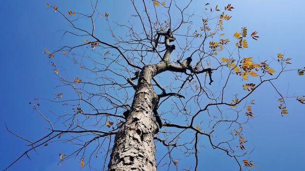 Albero secco con lo sfondo del cielo