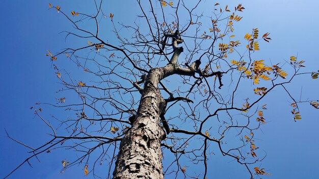 Albero secco con lo sfondo del cielo