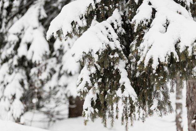 Albero sempreverde nella neve