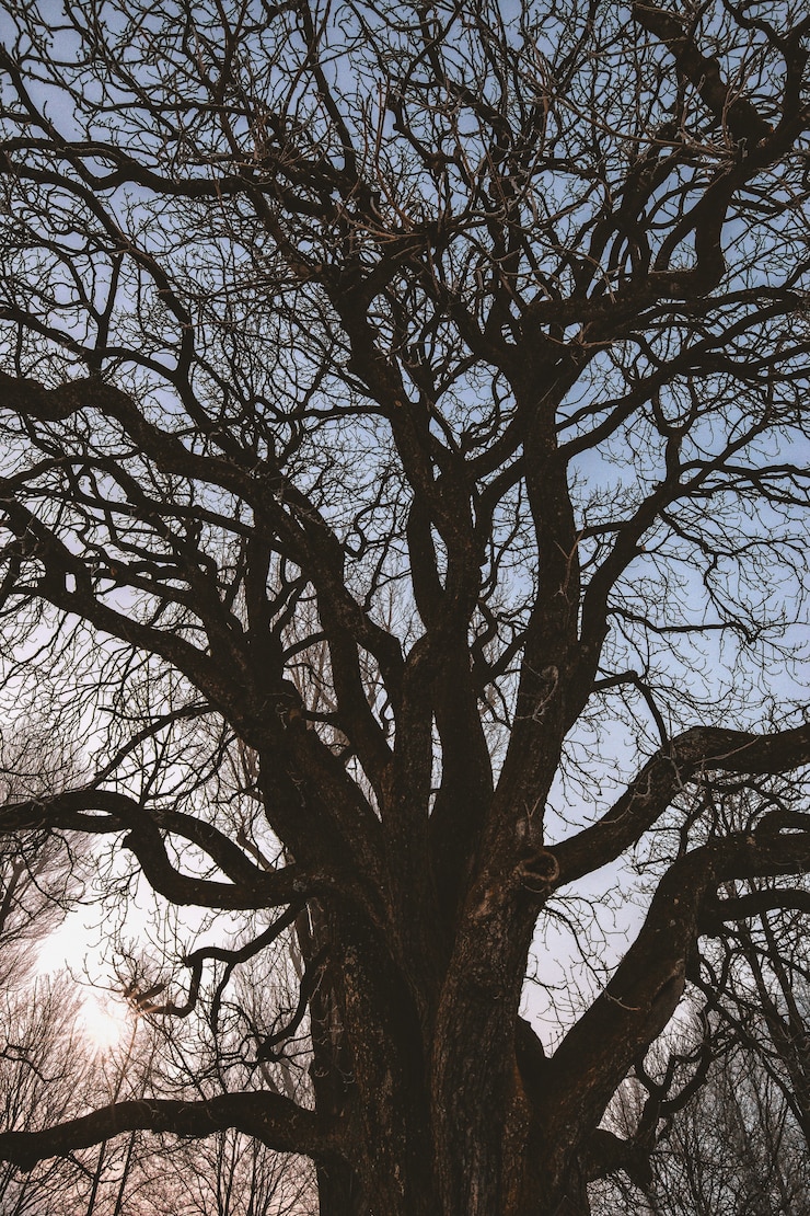 Foto gratuito albero senza foglie nero