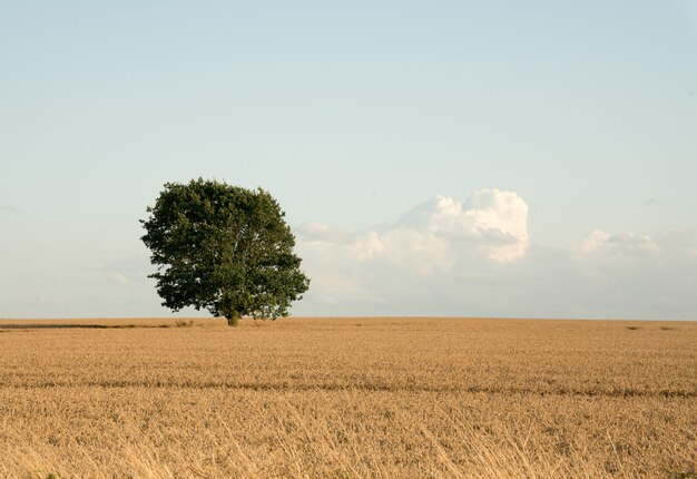 Albero solitario del raccolto