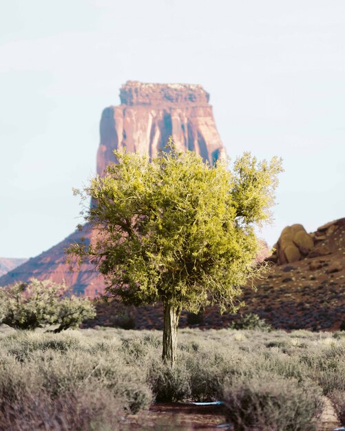 Albero solitario nel deserto del Grand Canyon con un'alta roccia