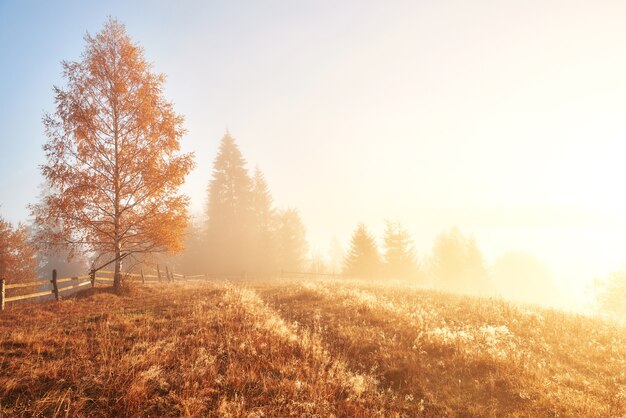 Albero splendente sul pendio di una collina con travi soleggiate a valle di montagna ricoperta di nebbia.