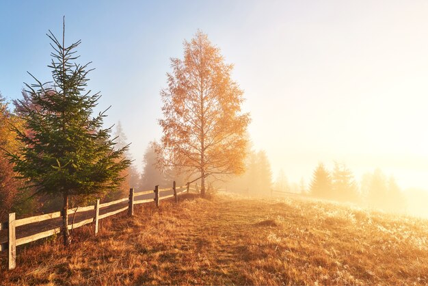 Albero splendente sul pendio di una collina con travi soleggiate a valle di montagna ricoperta di nebbia.