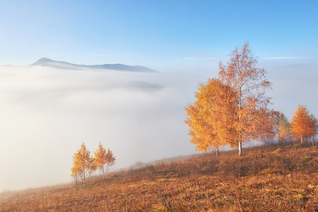 Albero splendente sul pendio di una collina con travi soleggiate a valle di montagna ricoperta di nebbia.