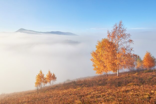 Albero splendente sul pendio di una collina con travi soleggiate a valle di montagna ricoperta di nebbia.