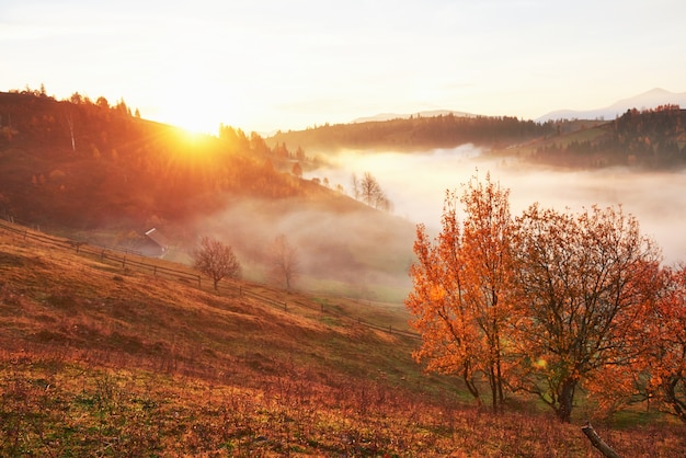 Albero splendente sul pendio di una collina con travi soleggiate a valle di montagna ricoperta di nebbia.