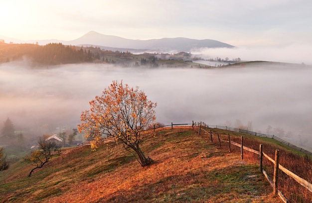 Albero splendente sul pendio di una collina con travi soleggiate a valle di montagna ricoperta di nebbia.