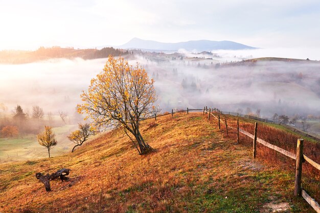 Albero splendente sul pendio di una collina con travi soleggiate a valle di montagna ricoperta di nebbia.