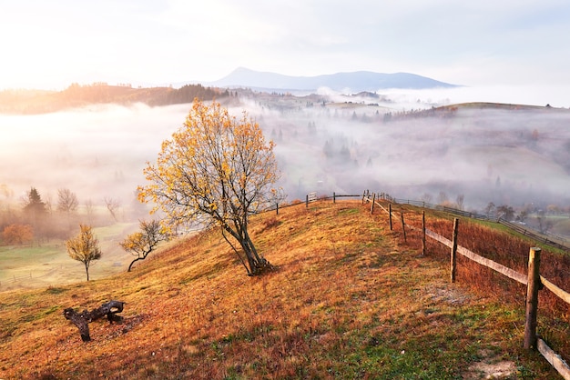 Albero splendente sul pendio di una collina con travi soleggiate a valle di montagna ricoperta di nebbia.