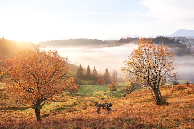 Albero splendente sul pendio di una collina con travi soleggiate a valle di montagna ricoperta di nebbia.