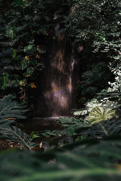 Albero verde scuro in foresta