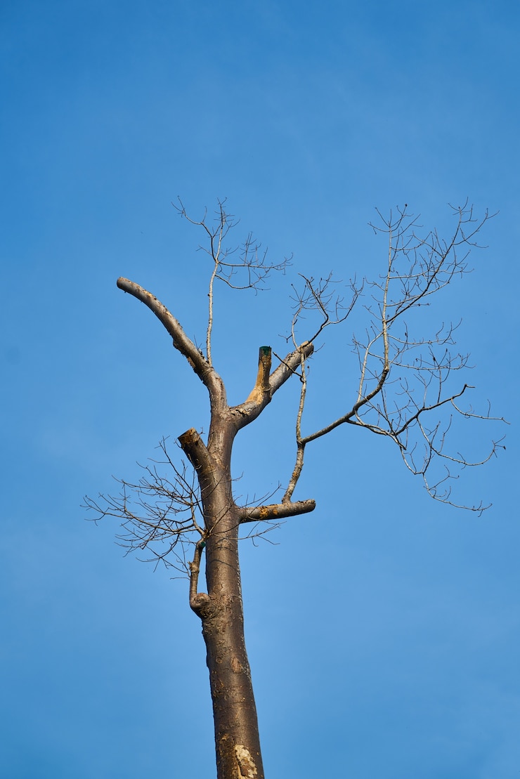 Foto gratuito albero