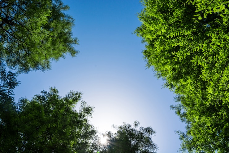 Foto gratuito albero