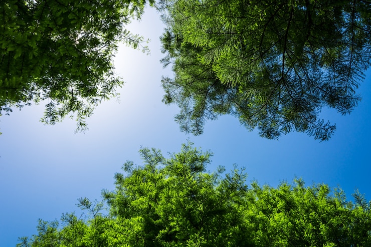 Foto gratuito albero
