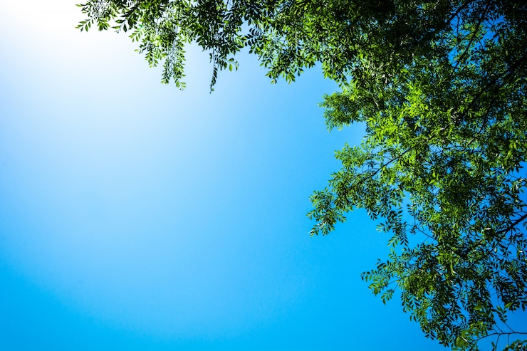 Foto gratuito albero