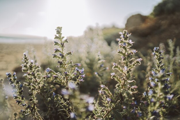 alcune belle piante verdi e viola in natura in una giornata di sole