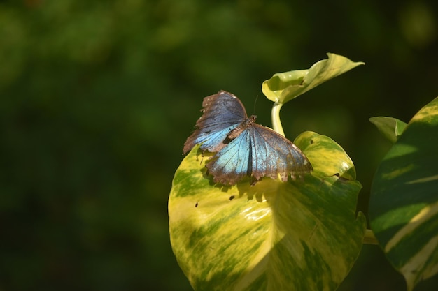Ali blu brillanti su una farfalla morpho blu.