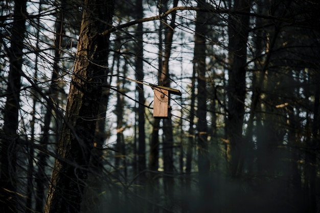 Alimentatore di legno dell&#39;uccello sull&#39;albero in foresta