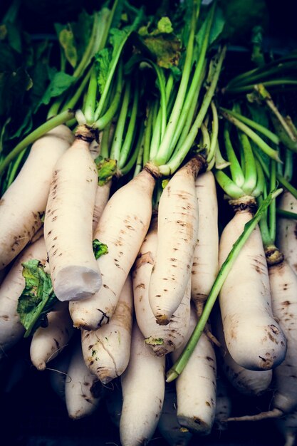 Alimento vegetale della carota del ravanello bianco