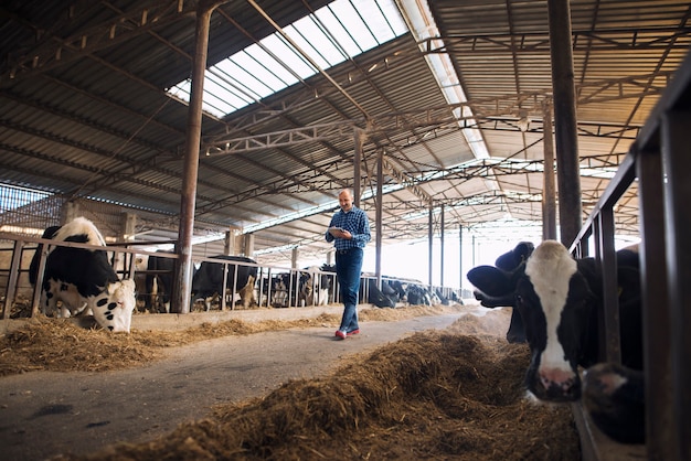 Allevatore di allevatori che cammina attraverso la fattoria di animali domestici con tablet e osservando le mucche