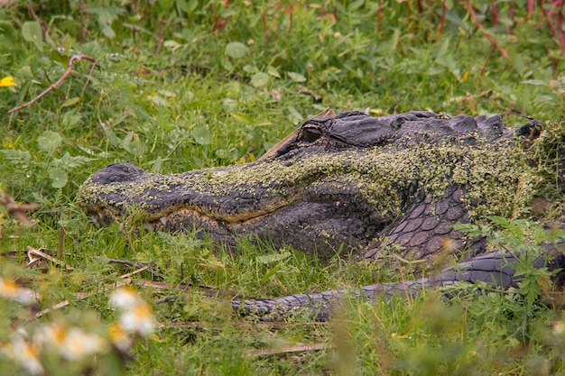 Alligatore americano in un campo erboso in una giungla