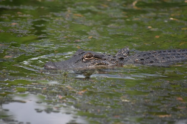 Alligatore che si muove attraverso una palude poco profonda nel sud della Louisiana