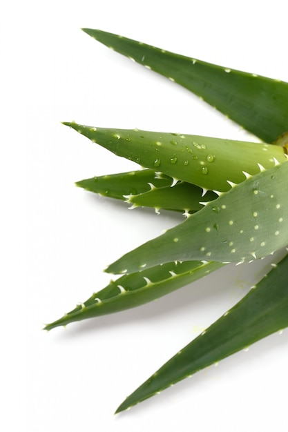 Aloevera sul tavolo