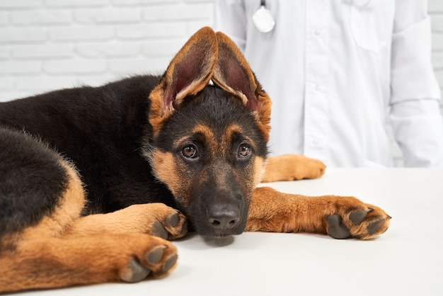 Alsaziano gentile intelligente guardare su e veterinario in abito bianco