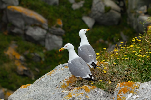 Alta angolazione di due gabbiani dalle zampe gialle in piedi su una roccia con fiori di campo gialli