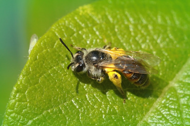 Alta angolazione di un'ape femminile di Andrena ventralis su una foglia verde