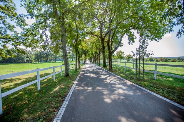 Alta angolazione di una strada circondata da recinzioni e alberi a Lipica, Parco Nazionale in Slovenia