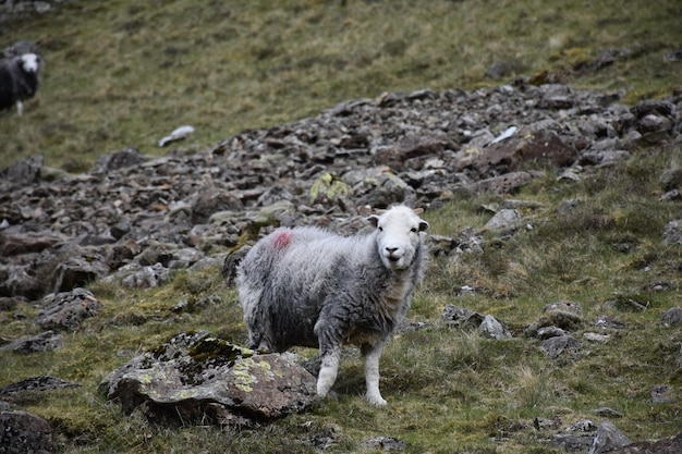 Alta collina rocciosa con pecore irsute che pascolano tra le rocce