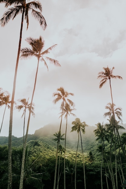 alte palme babassu sotto il cielo pazzo circondato da montagne verdi