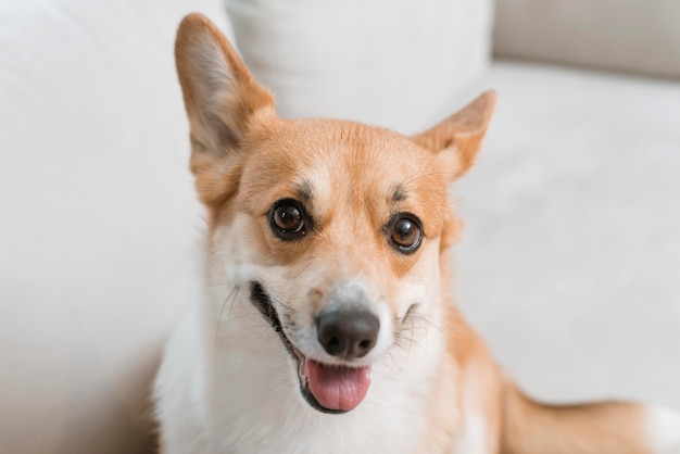 Alto angolo di cane carino sul divano di casa