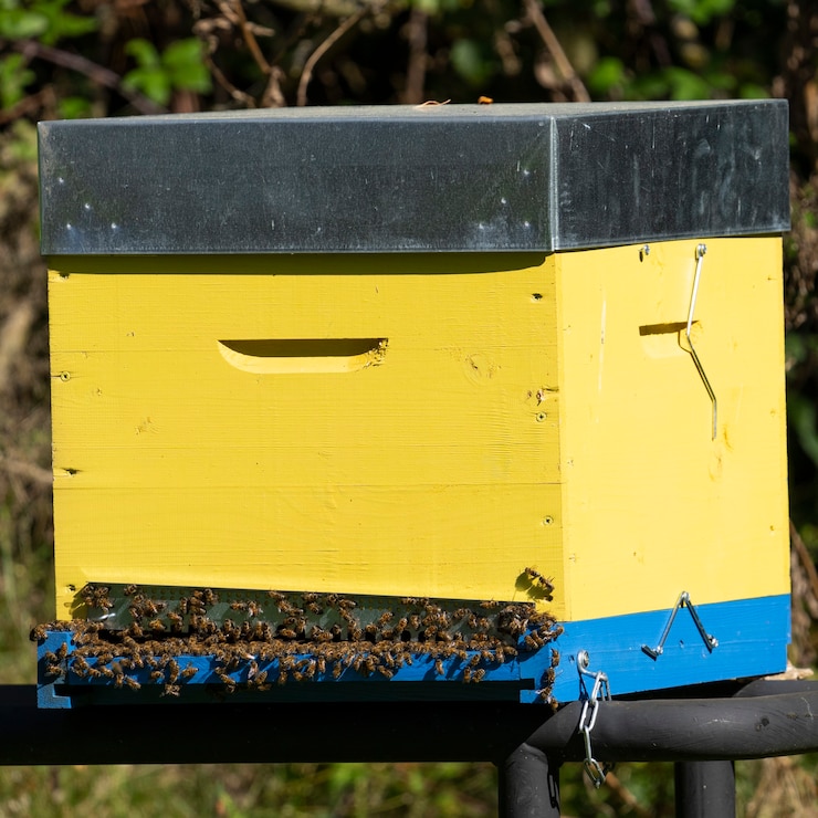 Foto gratuito alveare giallo con api in francia