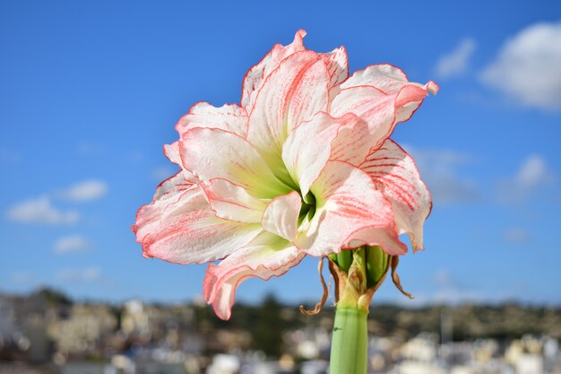 Amaryllis Aphrodite in piena fioritura, giardinaggio pensile di successo