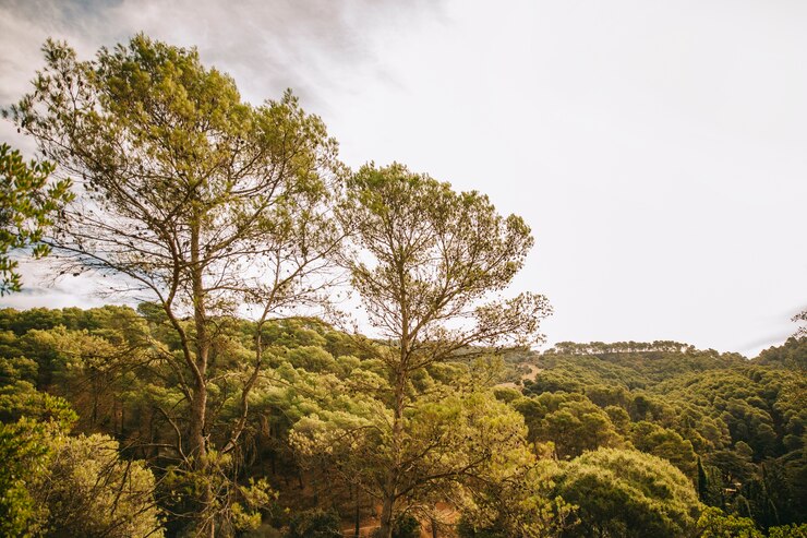 Foto gratuito ambiente naturale con foresta