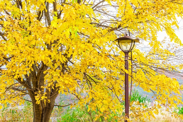 ambiente serata tranquilla naturale i raggi del sole