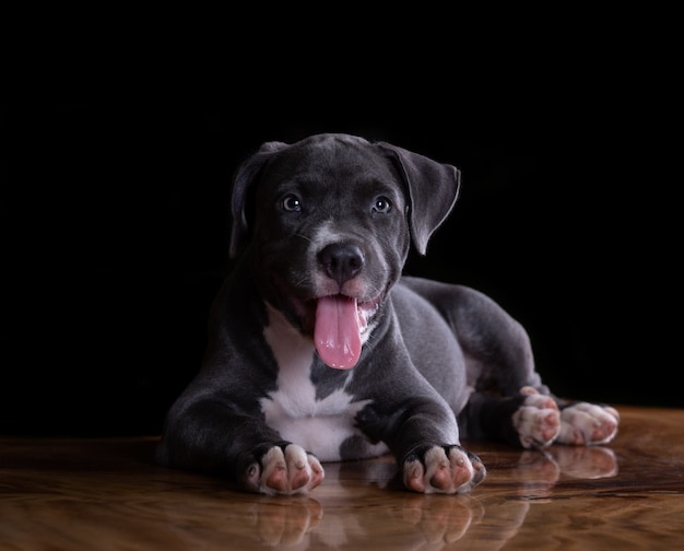 American Staffordshire terrier cucciolo sul tavolo