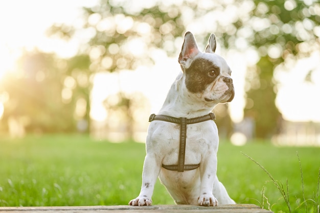 Amichevole bulldog francese in posa nel parco estivo