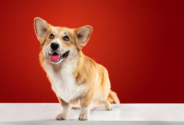 Amo la mia casa. Il cucciolo di Welsh Corgi Pembroke è in posa. Cagnolino o animale domestico lanuginoso sveglio è seduto isolato su priorità bassa rossa. Servizio fotografico in studio. Spazio negativo per inserire il testo o l'immagine.