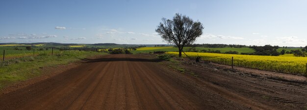 Ampio di una strada sterrata dagli splendidi campi catturati in una giornata di sole