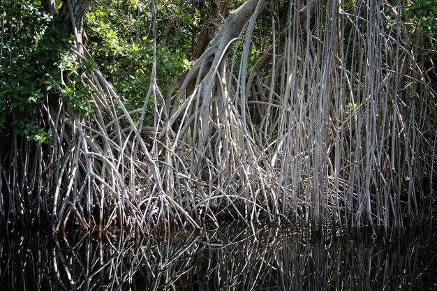 ampio fiume vicino al fiume Black in Giamaica, paesaggio esotico nelle mangrovie