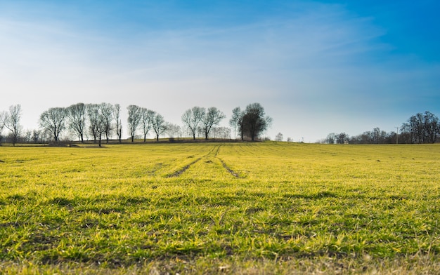 Ampio paesaggio verde ricoperto di erba circondato da alberi