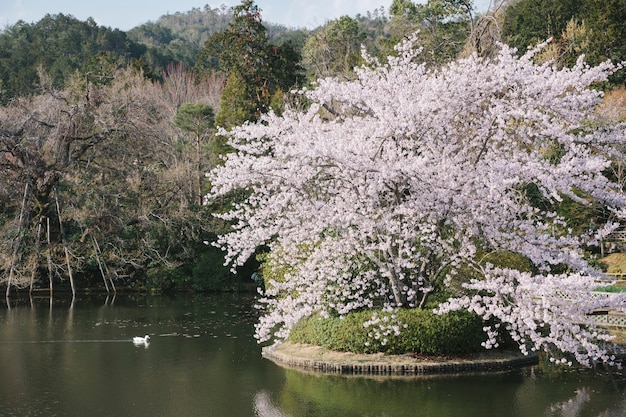 anatra e grande albero di sakura in piscina