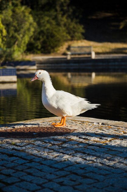 Anatra in un parco