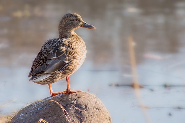 Anatra marrone su roccia marrone vicino al corpo d'acqua