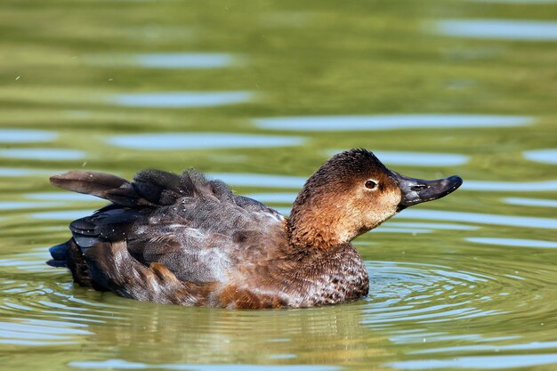 anatra marrone su un lago