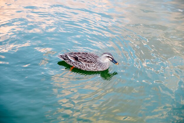 anatra nuotare in piscina